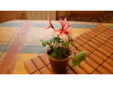 PAC Fierworks Bicolor ������