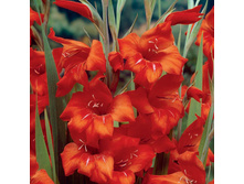 ��������� ���� ����� (Fire Ruffle) ���-�� � �������� 10 ��., ���� �� �������� 85 ���..jpg