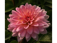 �������� ������ ���� (Gerrie Hoek) ���-�� � �������� 1 ��., ���� �� �������� 74,50 ���..jpg