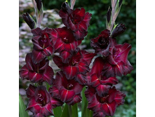 ��������� ���� �������� (Black Surprise) ���-�� � �������� 10 ��., ���� �� �������� 85 ���..jpg