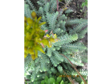 ������ �������� ��������� "�������"-50 ���