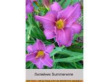 �������� Summerwine ���� �� 1 �� 114�.00�.