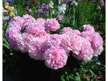 ���� ���� ������ ���. ����.jpg