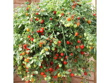 ��������� ����� 20 ���.