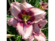 �������� ��� ���� (Edge Ahead) ���-�� � �������� 1 ��., ���� �� �������� 99 ���..jpg