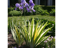 Pallida argenteis-5,27