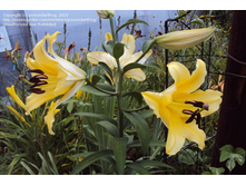 ����� ������ ���. ����2.jpg