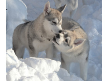 ���� � �������