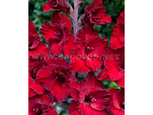 ��������� �������� (Cardinal) ���-�� � �������� 10 ��., ���� �� �������� 80 ���..jpg