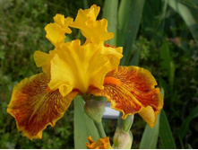 Dazzling Gold-3,95.jpg