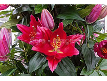 ����� ���� ���. ����2.jpg