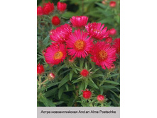 ����� �������������� And.an Alma Poetschke ���� 1 �� 132�