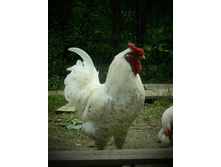 UBV35a wUNg - �����.jpg