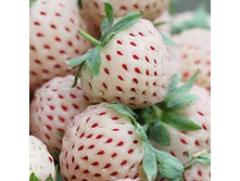 ��������� (Fragaria) Anablanca - Ananas ��� 10 �� ���� �� 1 ������ 98�