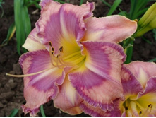 �������� ������� ������ (Mildred Mitchell) ���-�� � �������� 1 ��., ���� �� �������� 119 ���..jpg