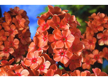 ����� ������ �������� (Orange Perfection) ���-�� � �������� 1 ��., ���� �� �������� 45 ���..jpg