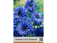 ������� Lord Lieutenant ���� 1 �� 13�