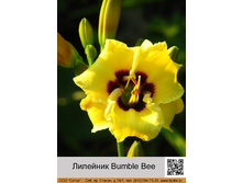 �������� Bumble Bee ���� 1 �� 77�.00�.