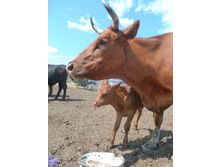 ��� �������...