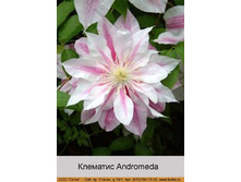 �������� Andromeda ���� 1 �� 174�