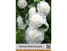 ������ Bride Bouquet ���� 1 �� 138�