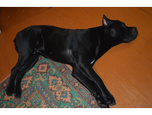 ���� 9 ���