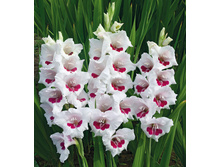 ��������� ������� (Messina) ���-�� � �������� 10 ��., ���� �� �������� 85 ���..jpg