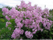 ����� �������� ���. ����.jpg