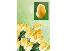 ��� ����  37 ���. ����� ������ 10 ��!!!