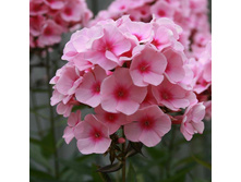 ����� �������� (arendsii Babyface) ���-�� � �������� 1 ��., ���� �� �������� 55 ���..jpg