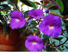 .�������� Pulcherrima