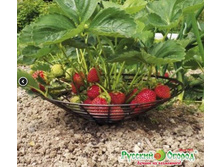 ��������� ��� ����� ��������. 51 ���. ��..JPG