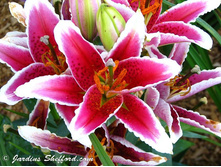 ����� ������� (Pimento) ���-�� � �������� 5 ��., ���� �� �������� 110 ���..jpg