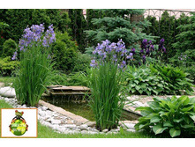 ����� � ���� ��������� ���