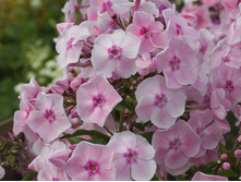 ����� ������� ��� (Sweet Dreams) ���-�� � �������� 1 ��., ���� �� �������� 60 ���..jpg