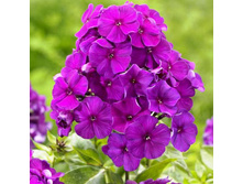 ����� ���� (Nicky) ���-�� � �������� 1 ��., ���� �� �������� 49 ���..jpg