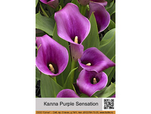 ����� Purple Sensation ���� 1 �� 86�.00�.