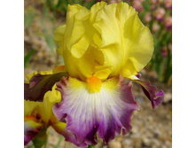 ���� Petit Caprice-6,14.jpg