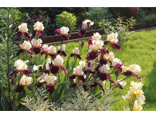 ����� � ����2.jpg