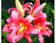 ����� �� ������ ���. ����.jpg