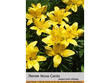 ����� Nova Cento  ��� 10 �� ���� �� 1 �� 40�