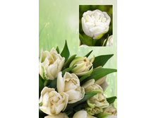 ���� ���  43 ���.  ����� ������ 10 ��!!!