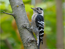 ����� ������� �����.jpg