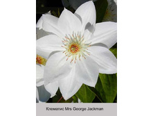 �������� Mrs George Jackman ���� 1 �� 174�