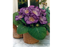 ��������� ������� ��� (Tigrina Blue) ���-�� � �������� 3 ��., ���� �� �������� 165 ���..jpg