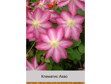�������� Asao ���� 1 �� 174�