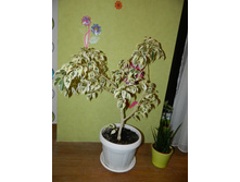 ����� ���������� ���������