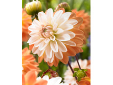 �������� ���� �� ������ (Coup de Soleil) ���-�� � �������� 1 ��., ���� �� �������� 75 ���..jpg