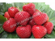 ��������� ������� ��������.jpg