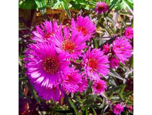 �������� ��� ����� * (��������)